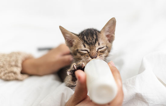 Cat drinking milk