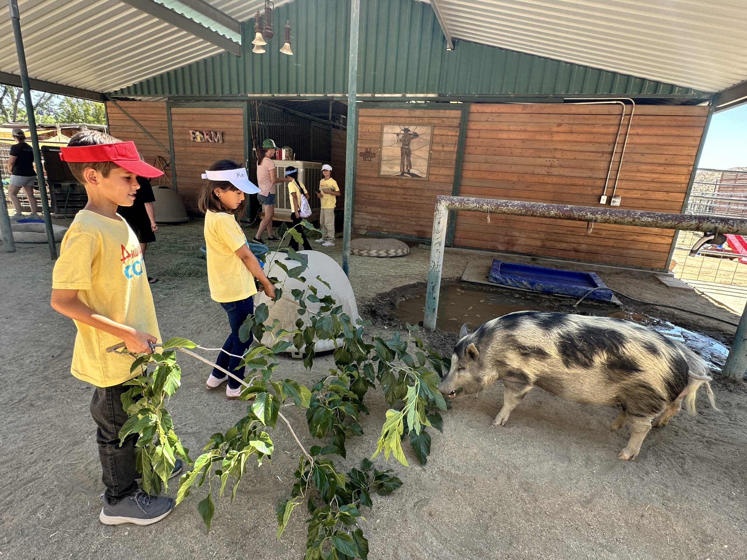AC W1 feeding pigs (1)